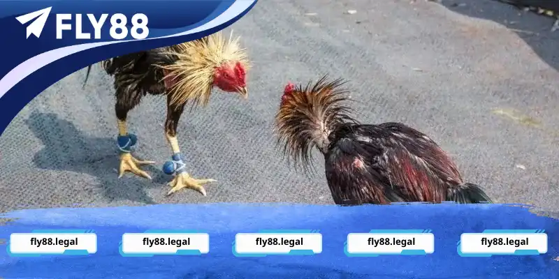 Bộ môn đá gà RR88 với hình thức giải trí phổ biến Bộ môn đá gà Fly88 với hình thức giải trí phổ biến