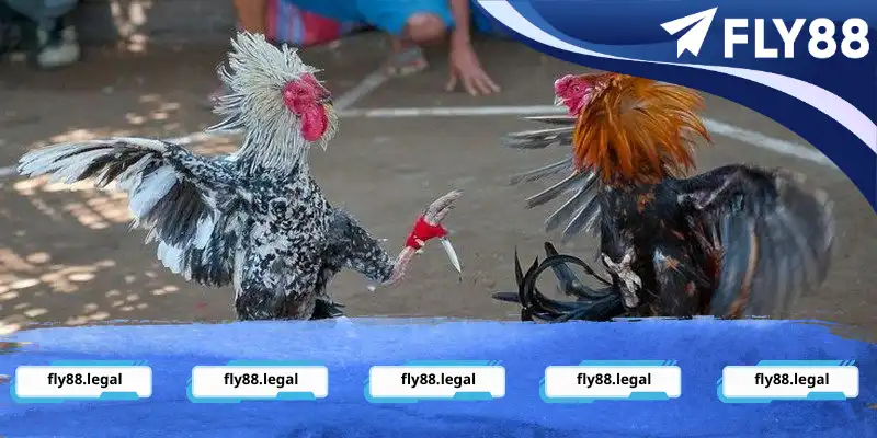 Đôi nét về hình thức cựa dao Đôi nét về hình thức cựa dao